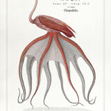 Chimera lithograph animal engraving - the pink flamoulpe