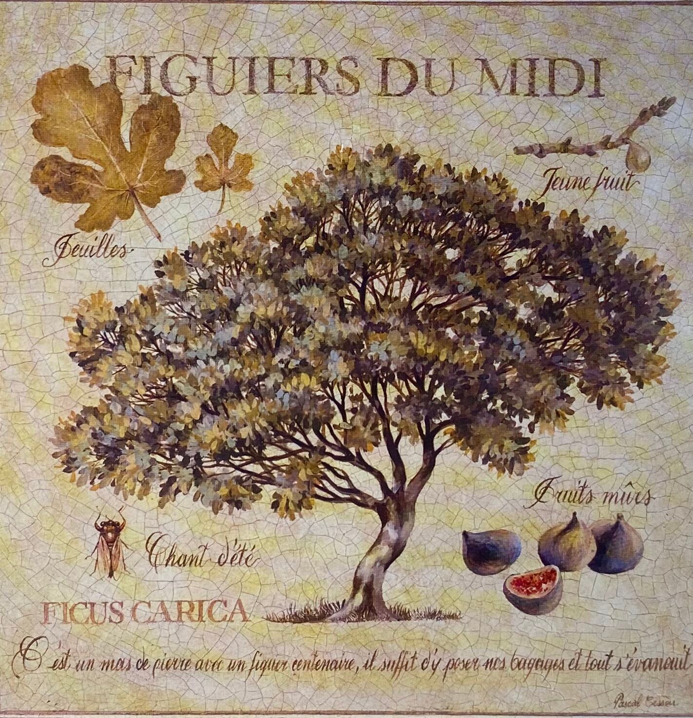 Botanical painting, fig tree of the south, XXI century