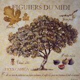 Botanical painting, fig tree of the south, XXI century