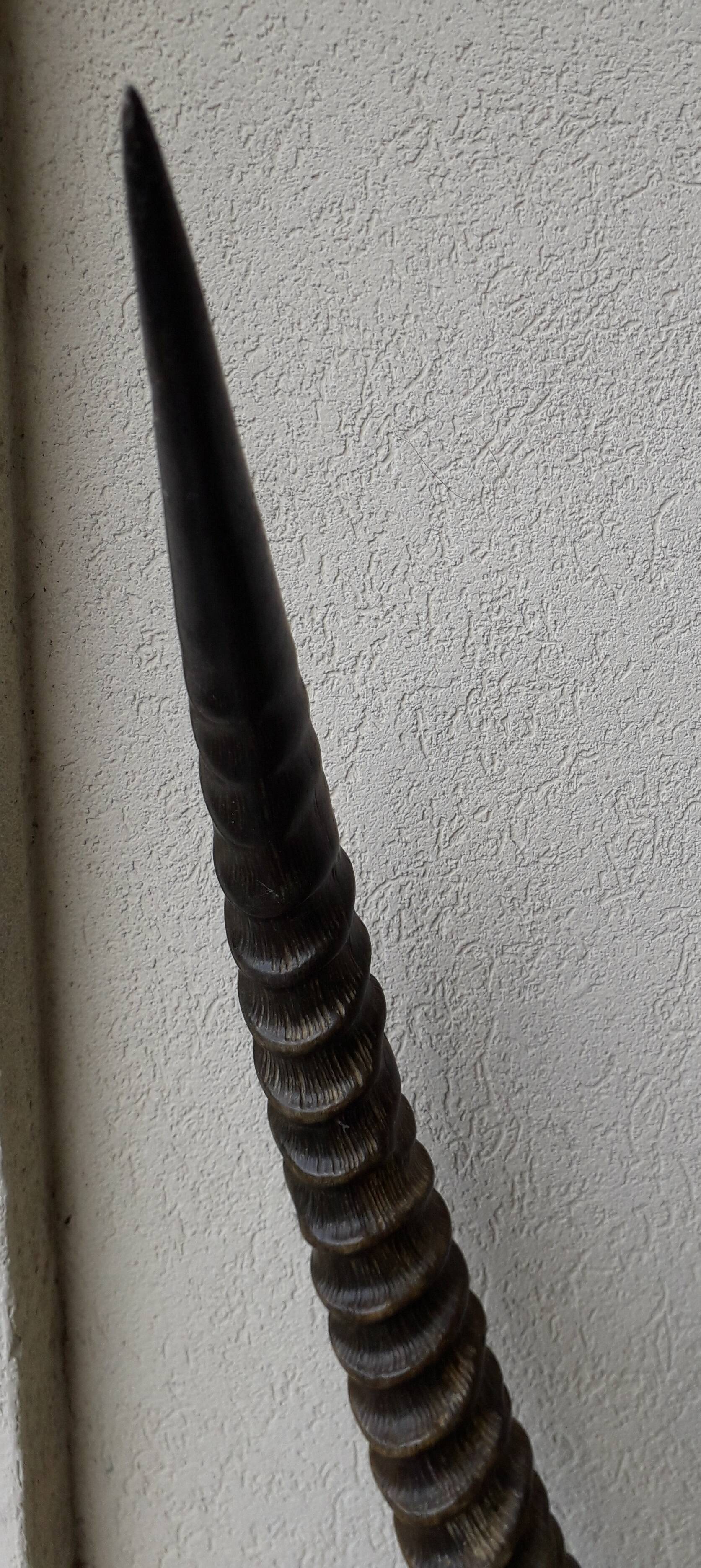 Trophée cornes d'Afrique