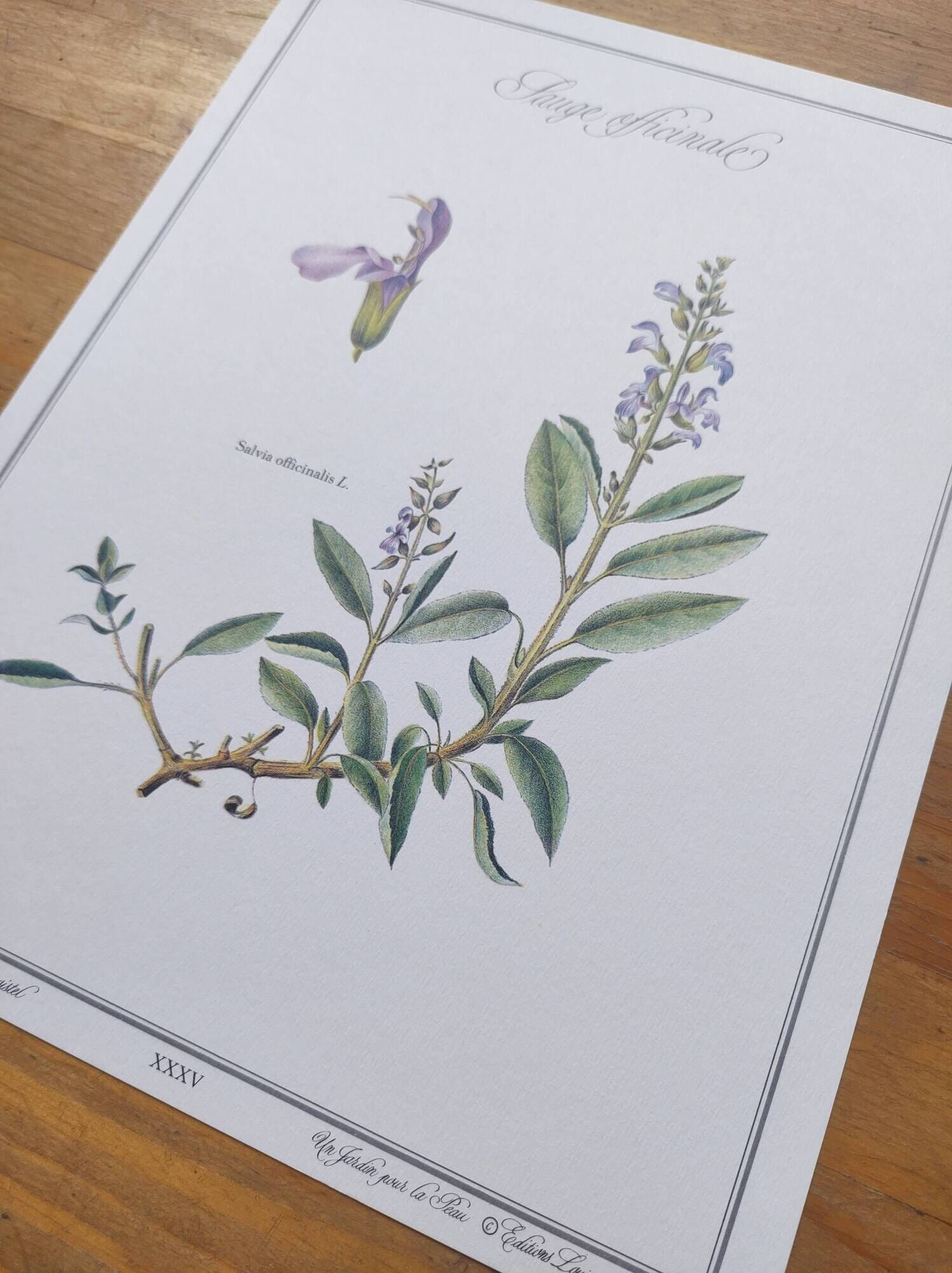 Botanical plate -Sage Officinale- Illustration of medicinal plants and herbs. Pastels