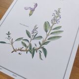 Botanical plate -Sage Officinale- Illustration of medicinal plants and herbs. Pastels