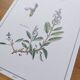 Botanical plate -Sage Officinale- Illustration of medicinal plants and herbs. Pastels