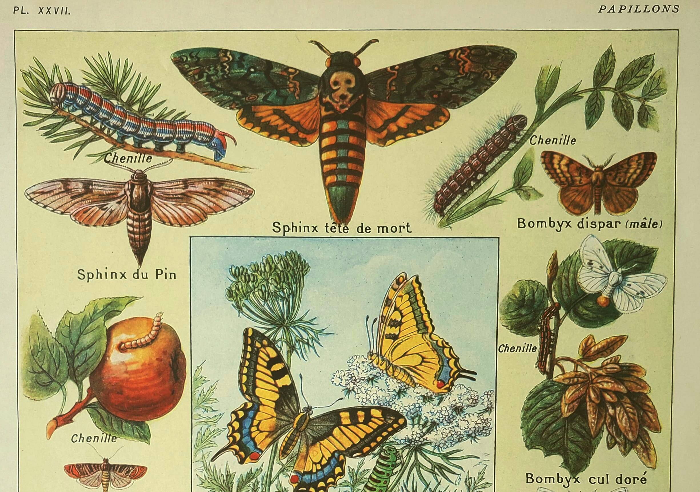 Antique engraving 1921 M. Dessertenne - Butterfly - Beautiful lithograph