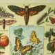 Gravbure ancienne 1921 M. Dessertenne - Papillon - Belle lithographie