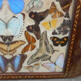 Art Deco tray marquetry butterflies from Brazil
