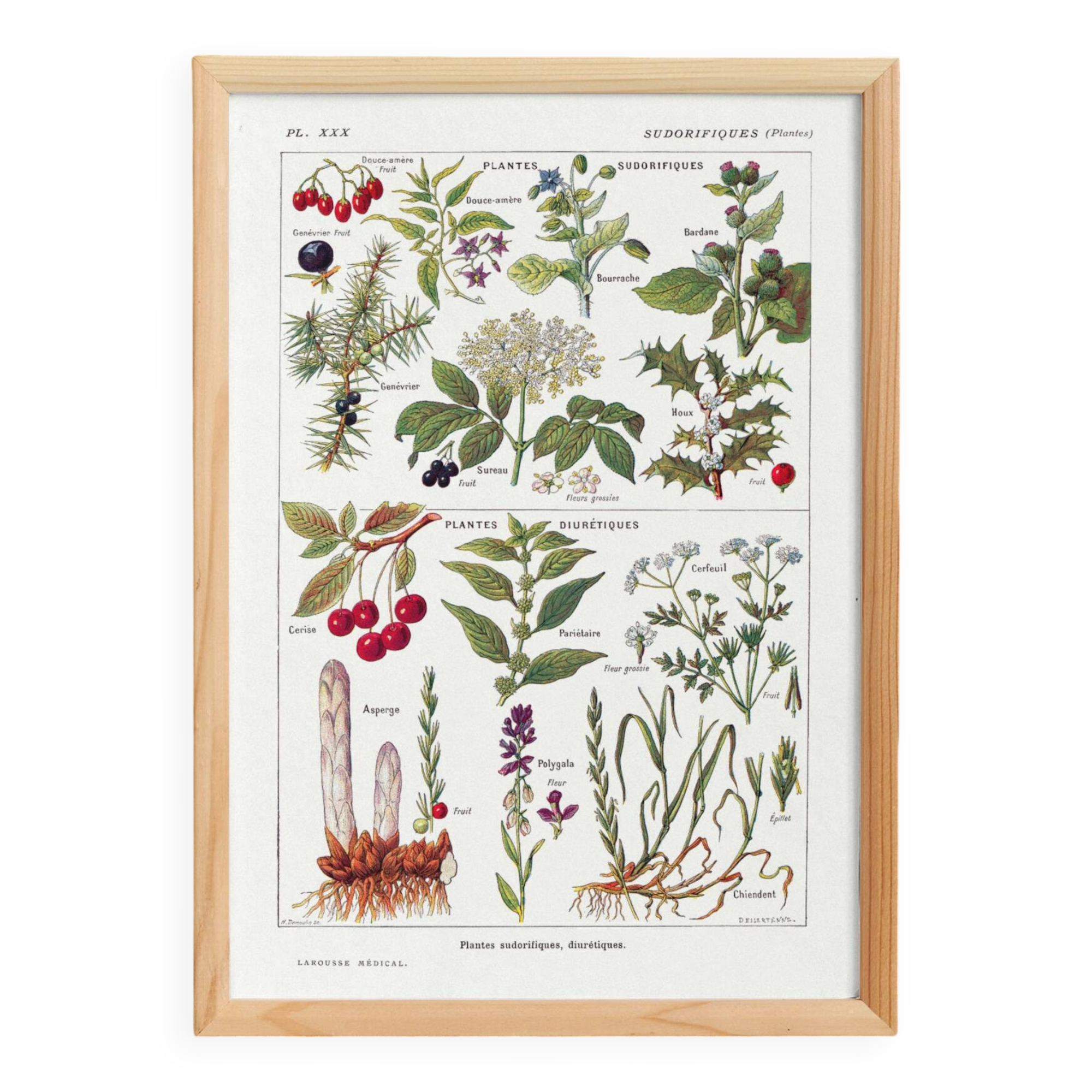 Poster on sudorific plants, based on a 1928 lithograph