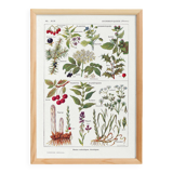 Poster on sudorific plants, based on a 1928 lithograph