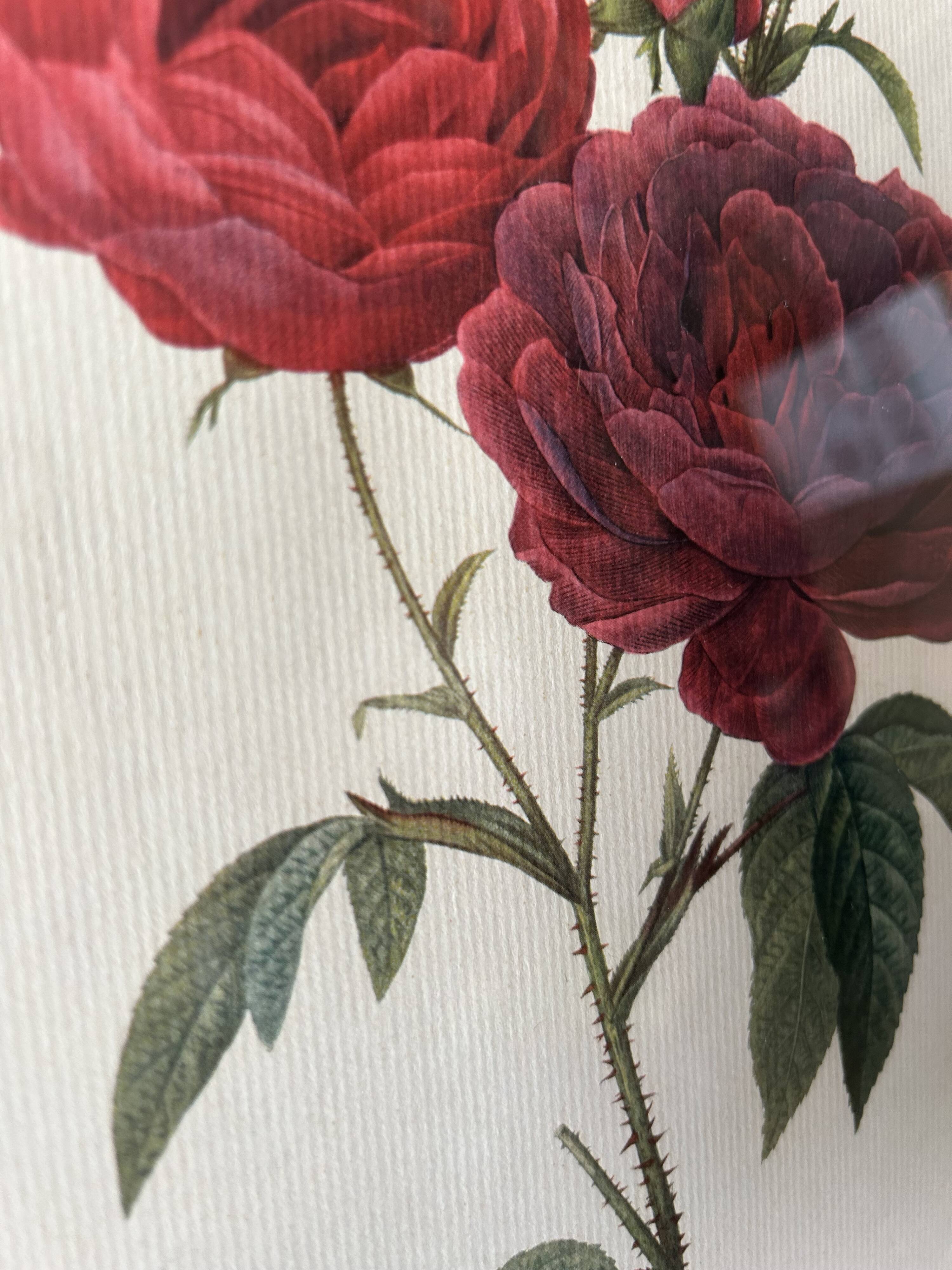 Paire de gravures Redouté