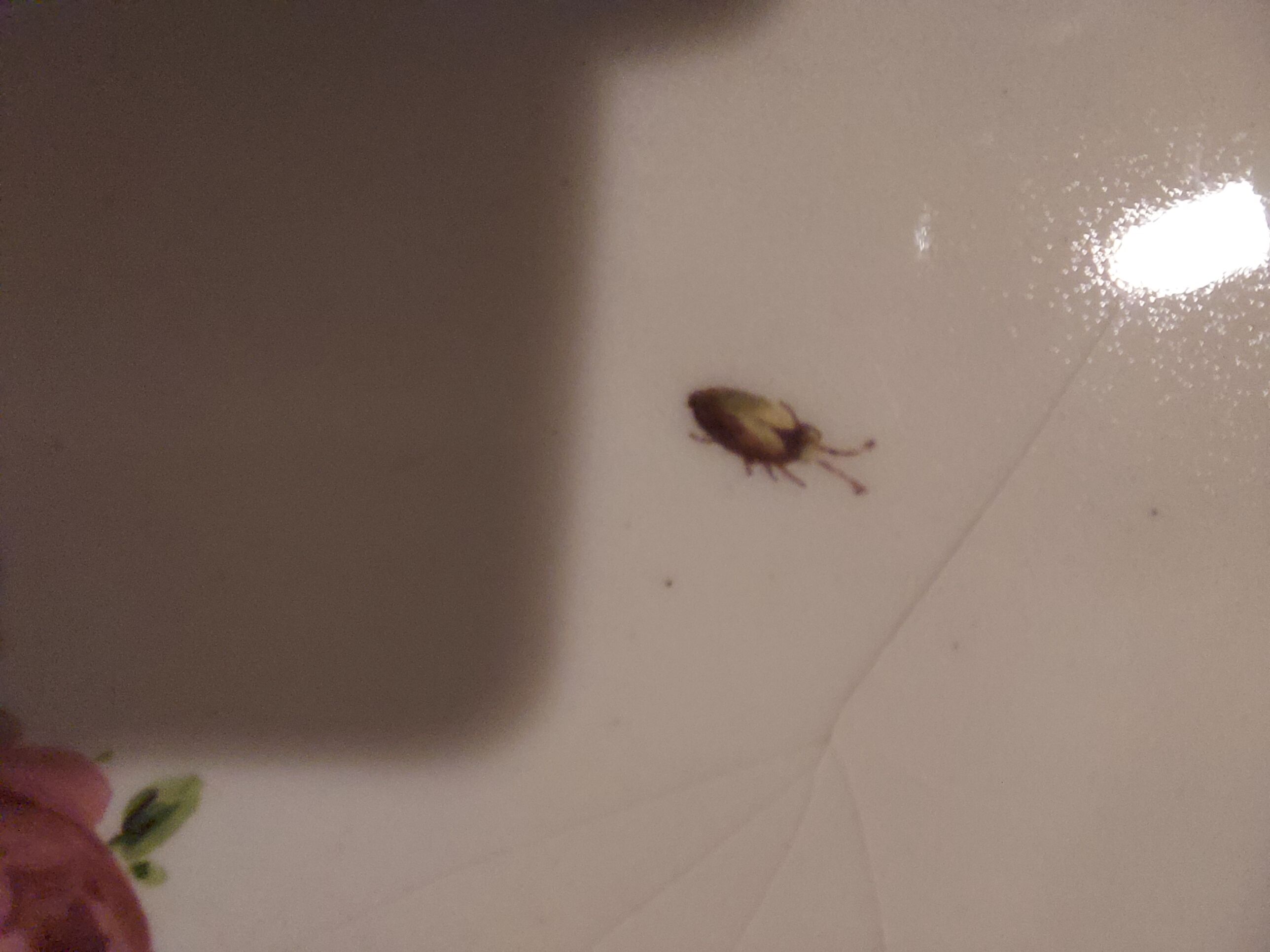 10 dessert plates painted decorated with flowers, insects (all different)