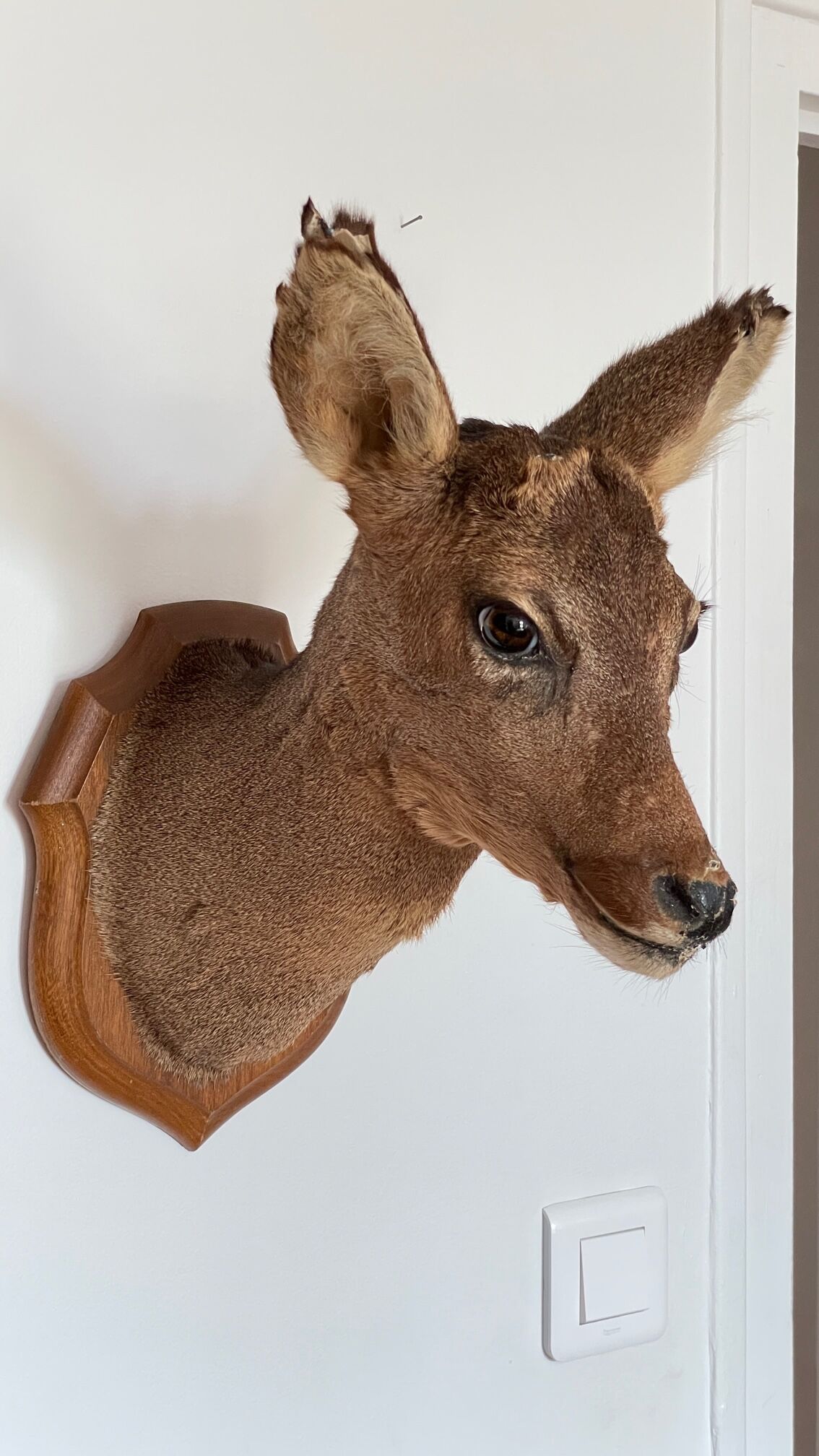 Decoration wall vintage taxidermy