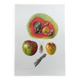 Affiche botanique 'Insectes' Illustration ancienne, années 60