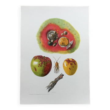 Botanical poster 'Insects' Antique illustration, 1960s