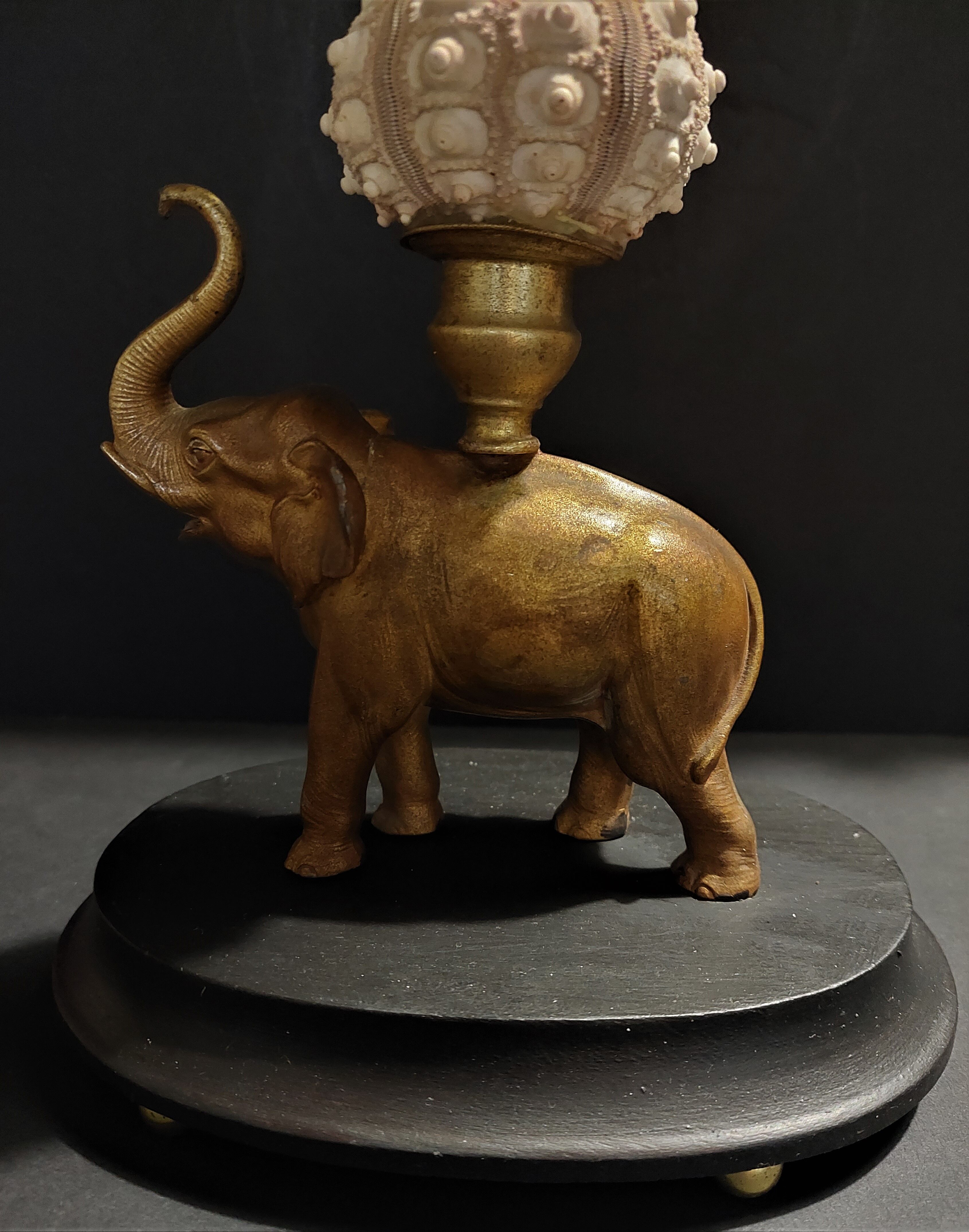 Cabinet of Curiosities composition with sea urchins and gorgon paramuricea clavata