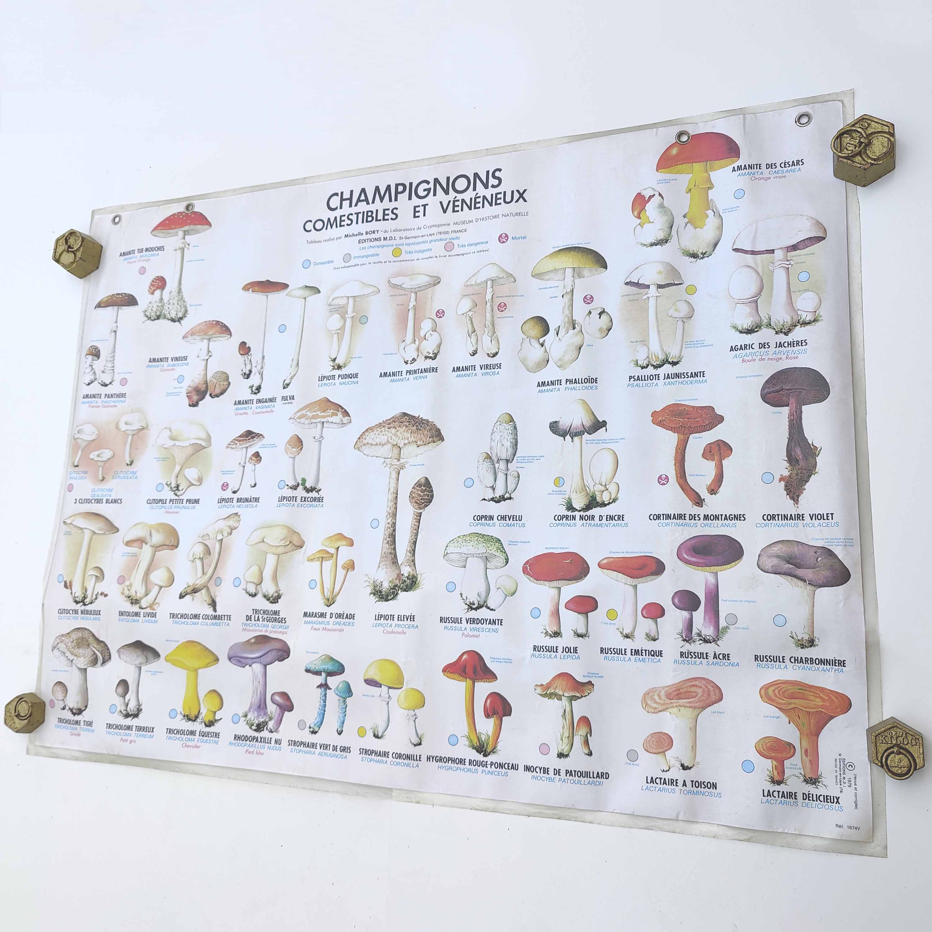 Large school poster MDI double-sided Edible and Poisonous Mushrooms 1979