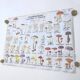 Large school poster MDI double-sided Edible and Poisonous Mushrooms 1979