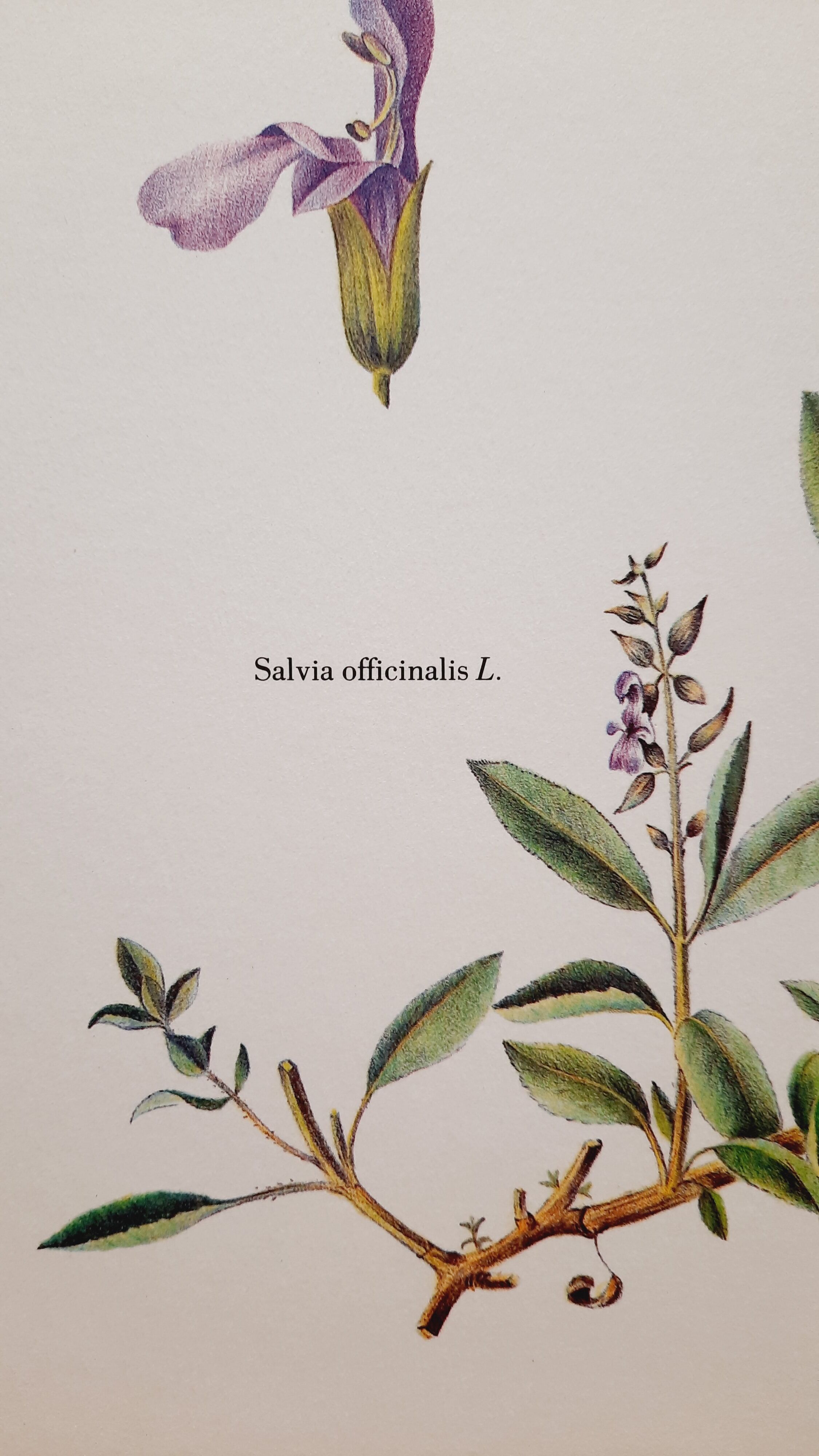 Planche botanique sauge officinale