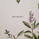 Planche botanique sauge officinale