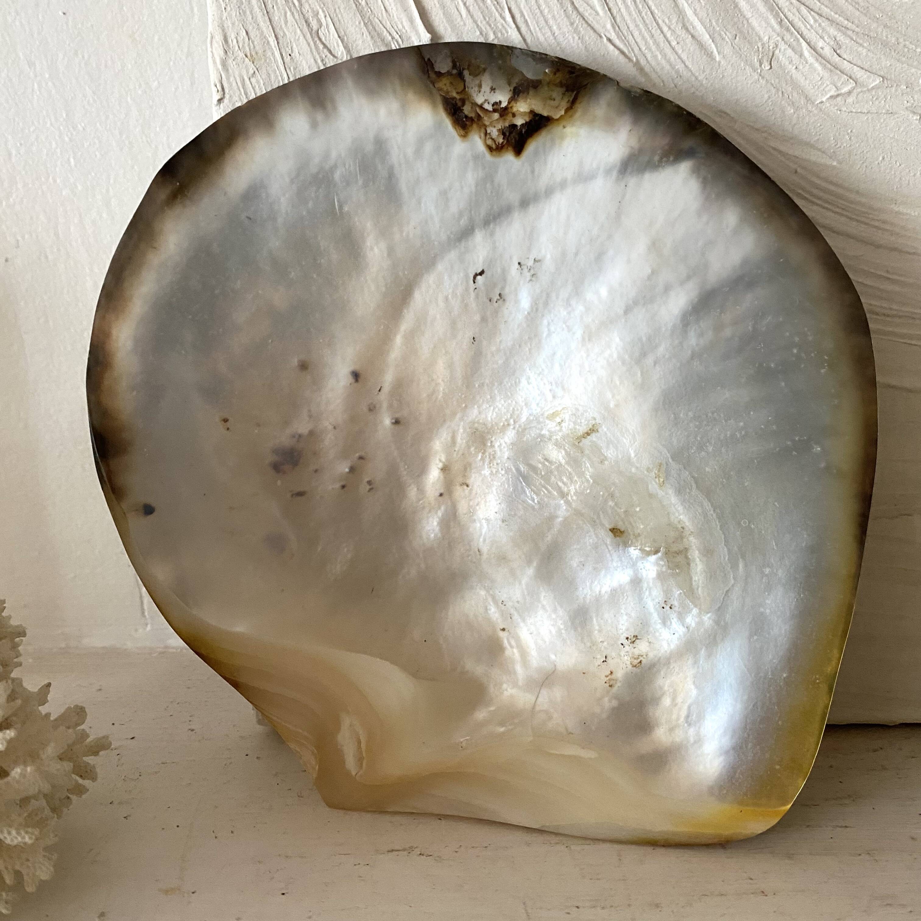 Oyster pearl catchall