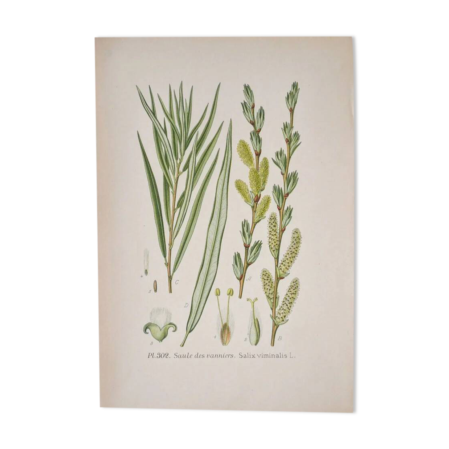 Botanical plate Willow of the basket makers