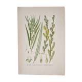 Botanical plate Willow of the basket makers