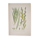 Planche de botanique Saule des vanniers