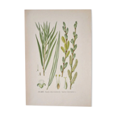 Botanical plate Willow of the basket makers