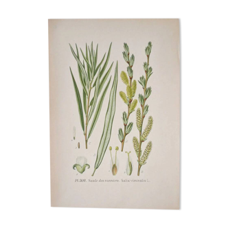 Botanical plate Willow of the basket makers