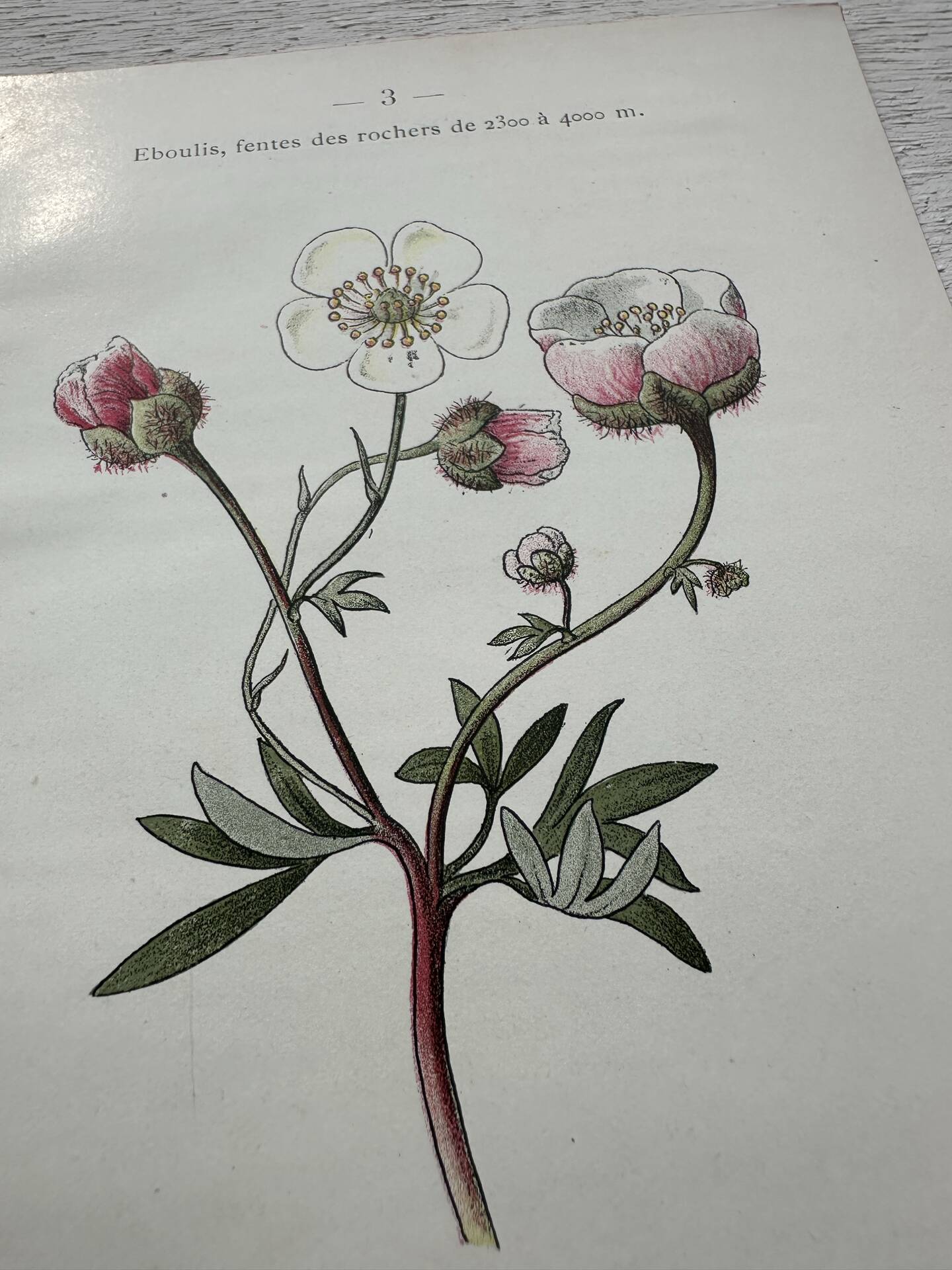 Botanical Plate 1800 Old Naturalist Engraving 19th Century Double-Sided