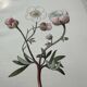 Botanical Plate 1800 Old Naturalist Engraving 19th Century Double-Sided