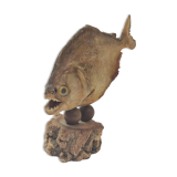 Stuffed fish, Amazonian piranha, 1980