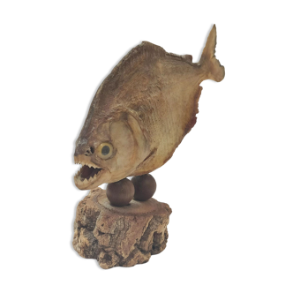 Poisson naturalisé, piranha d'Amazonie, 1980