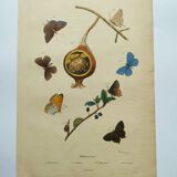 Antique engraving from 1839 - Butterflies by Dumesnil - Hand-colored plate