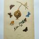 Antique engraving from 1839 - Butterflies by Dumesnil - Hand-colored plate