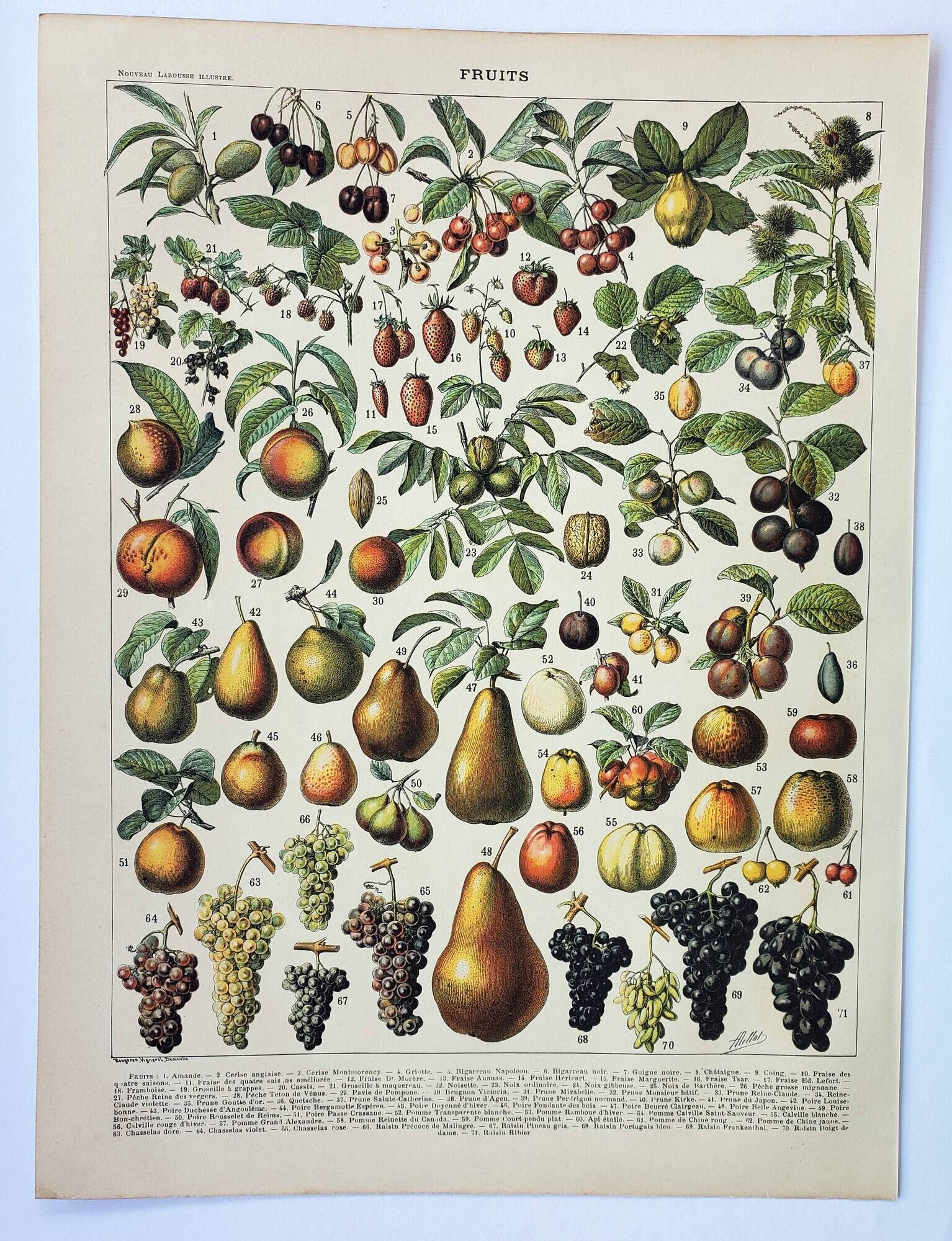 Old engraving 1898, Fruits (from our regions), varieties • Lithograph, Original plate