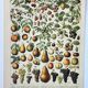 Old engraving 1898, Fruits (from our regions), varieties • Lithograph, Original plate
