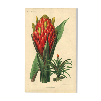 Botanical engraving from 1896 by Descamps-Sabouret • Caraguata conifer • Old lithograph