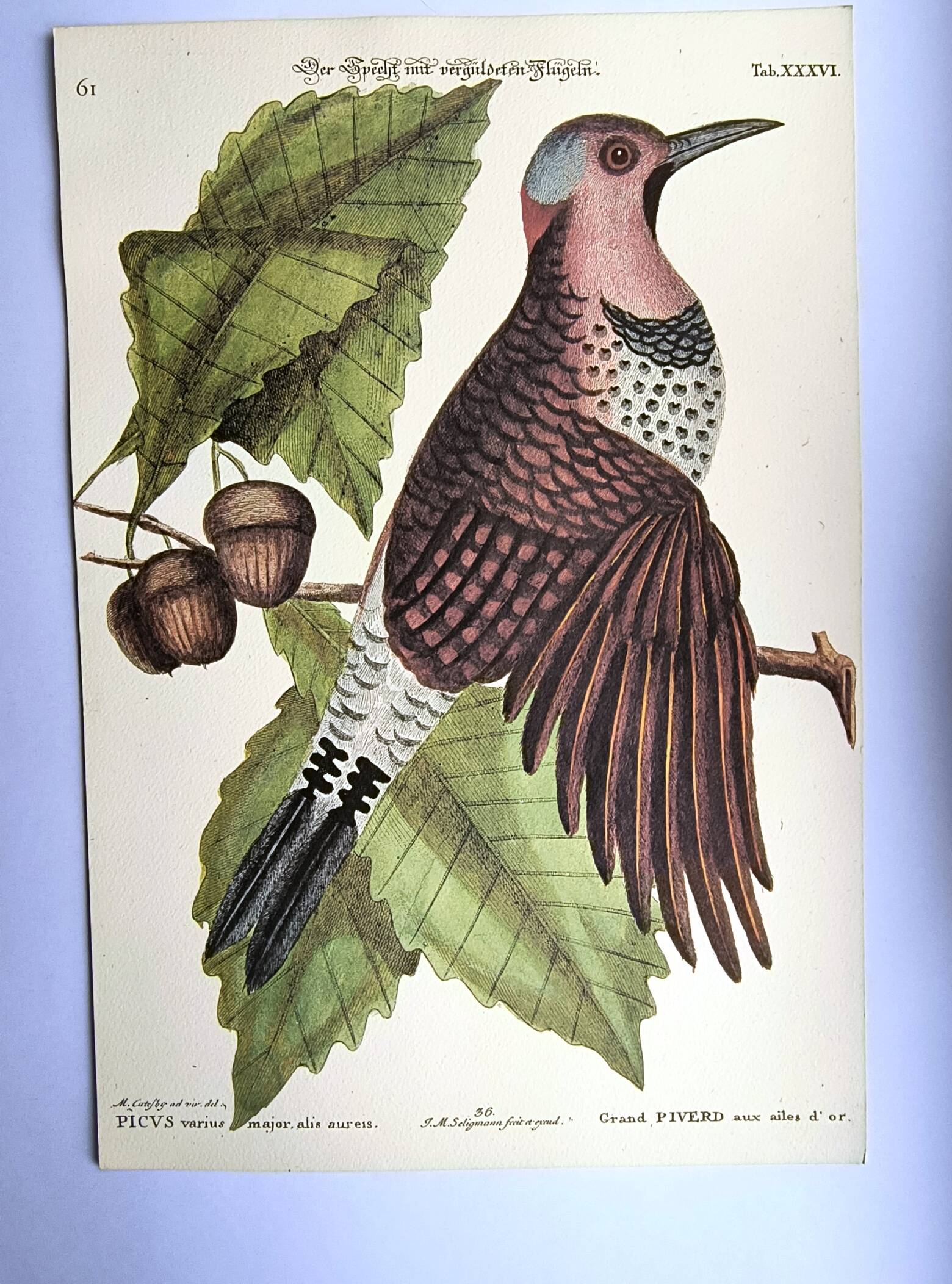 Antique bird engraving - Great Woodpecker - Zoological plate by Seligmann