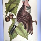 Antique bird engraving - Great Woodpecker - Zoological plate by Seligmann