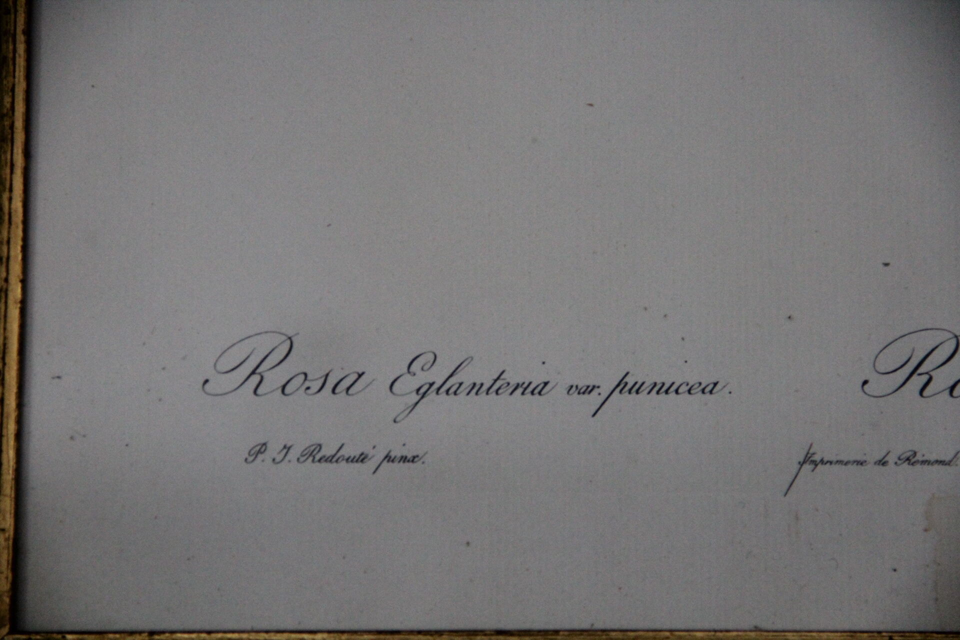 Framed engraving by Redouté Rose Rose