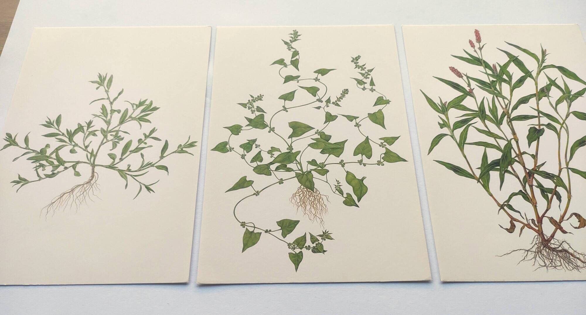 Lot of 3 vintage botanical plates from 1978 - including Knotweed - Plant engraving