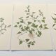 Lot of 3 vintage botanical plates from 1978 - including Knotweed - Plant engraving