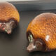 Pair of vintage ceramic hedgehogs