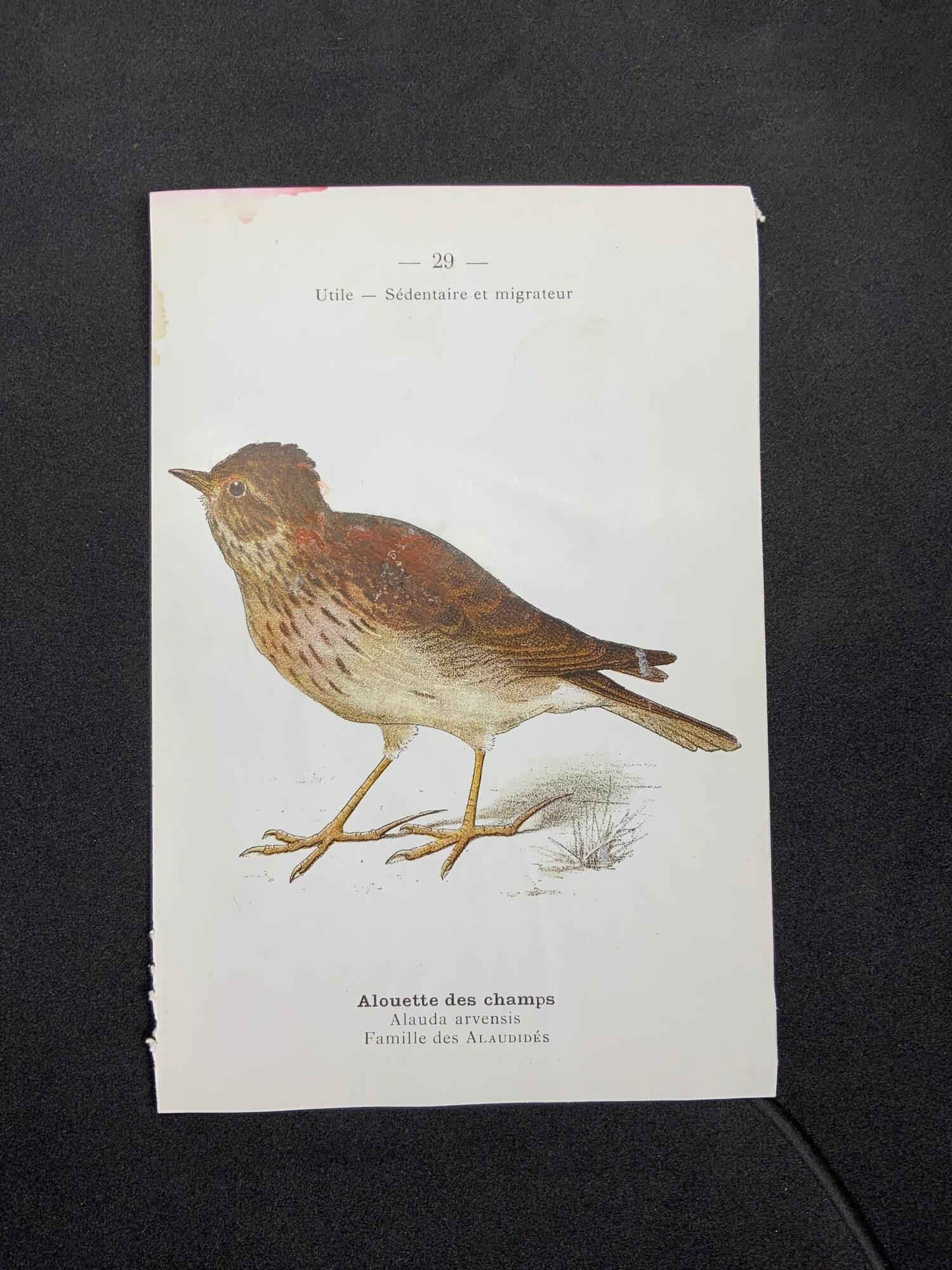 Planche naturaliste ancienne oiseaux gravure double face ouvrage 1908 G. Denise