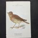 Planche naturaliste ancienne oiseaux gravure double face ouvrage 1908 G. Denise