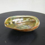 Pearly shell