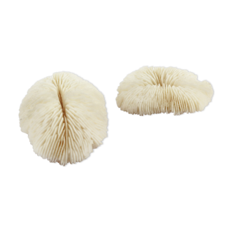 Set of 2 coral sponges
