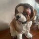 Ceramic St Bernard Dog