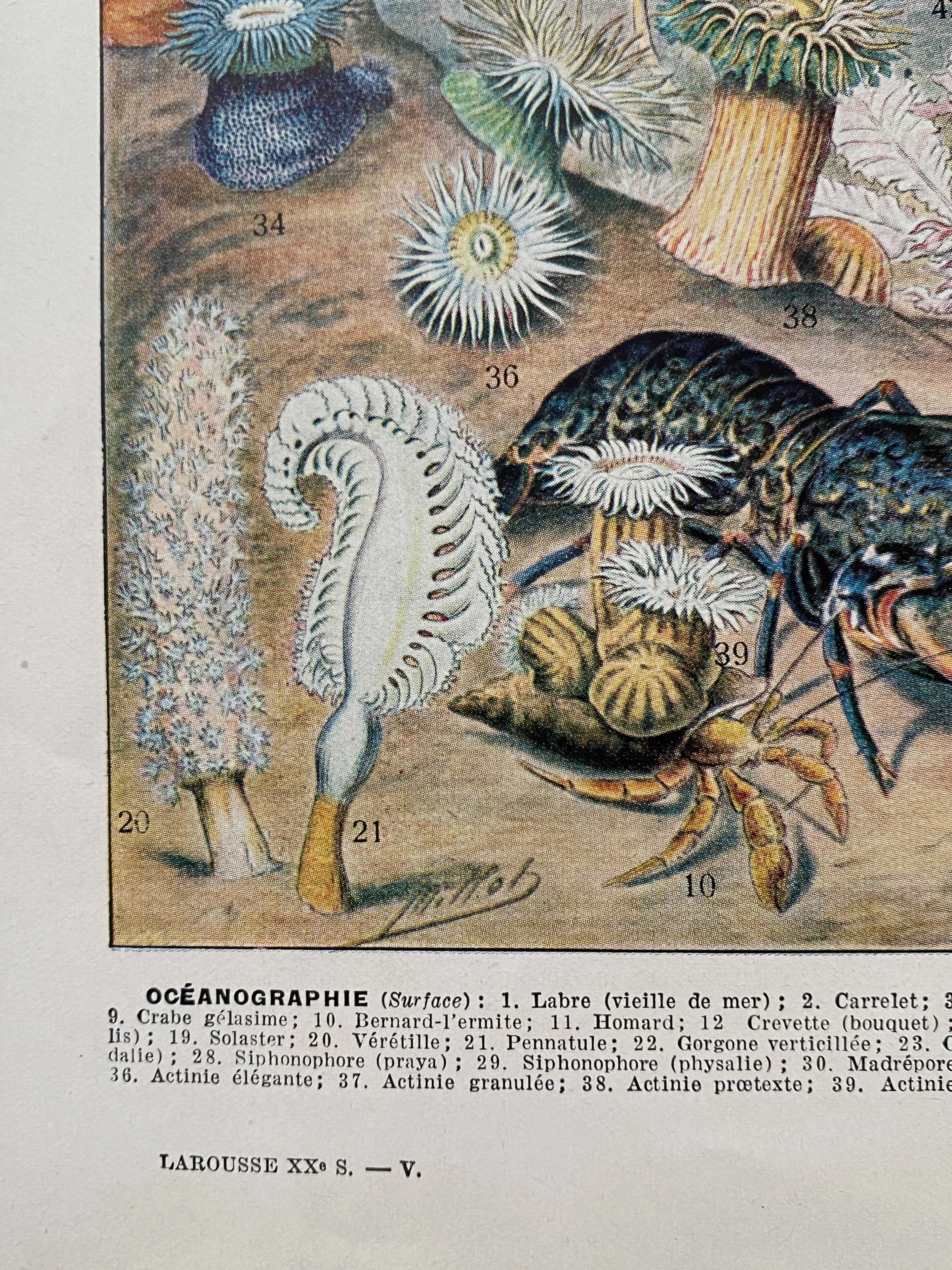 Old illustration Millot "Oceanography"