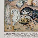 Old illustration Millot "Oceanography"